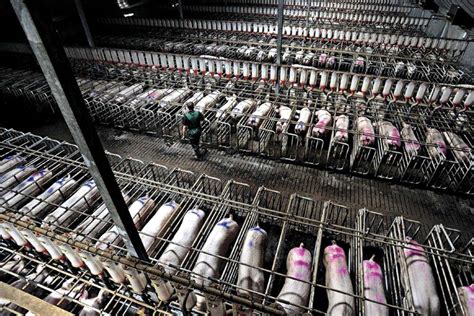 factory hog farming